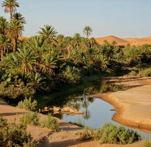 Mini Saoura desert tour